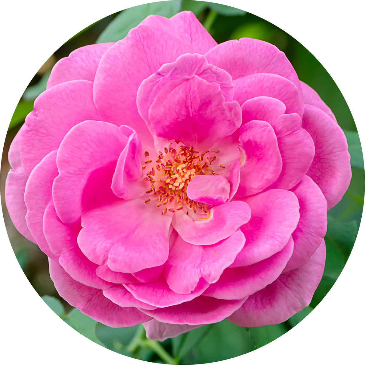 Rose Otto, Damask - Essential Oil