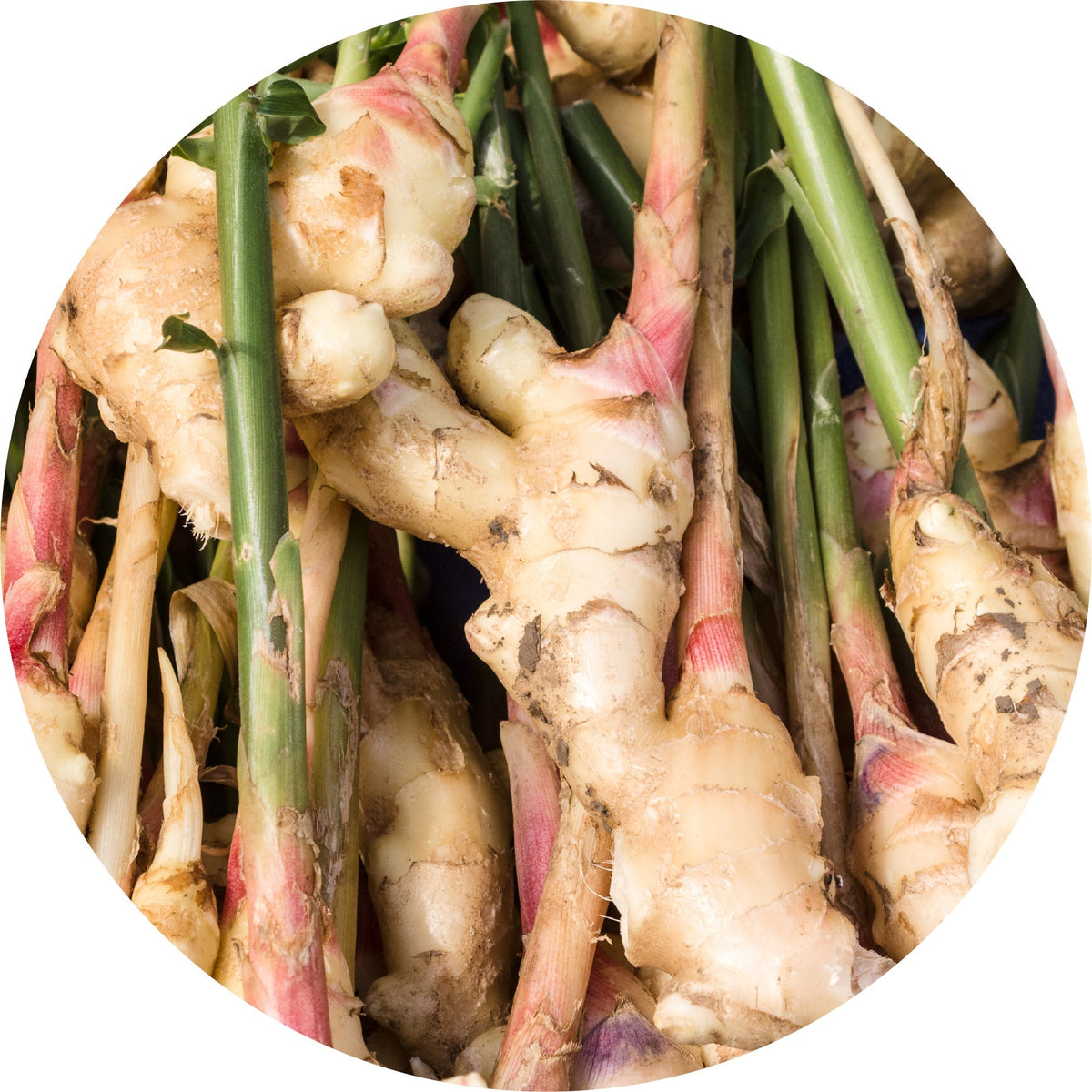 Ginger - Essential Oil