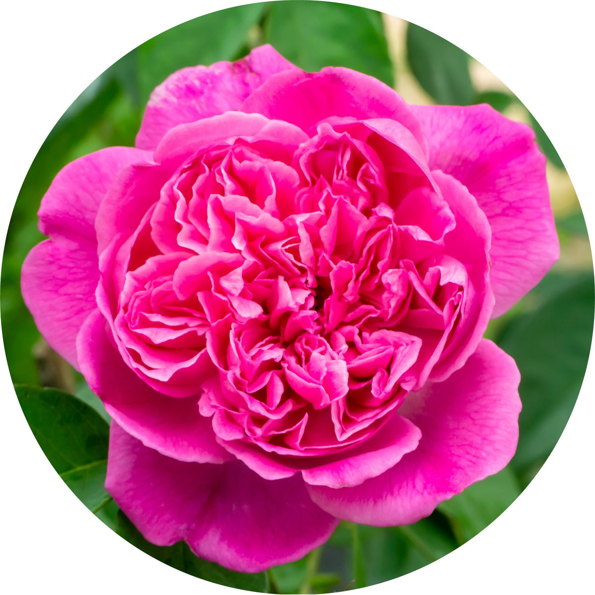 Rose Otto, Persian - Essential Oil