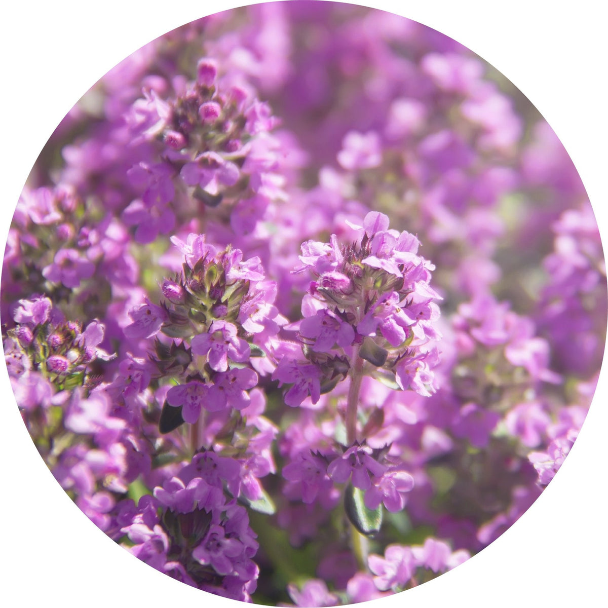 Thyme, Moroccan - Essential Oil