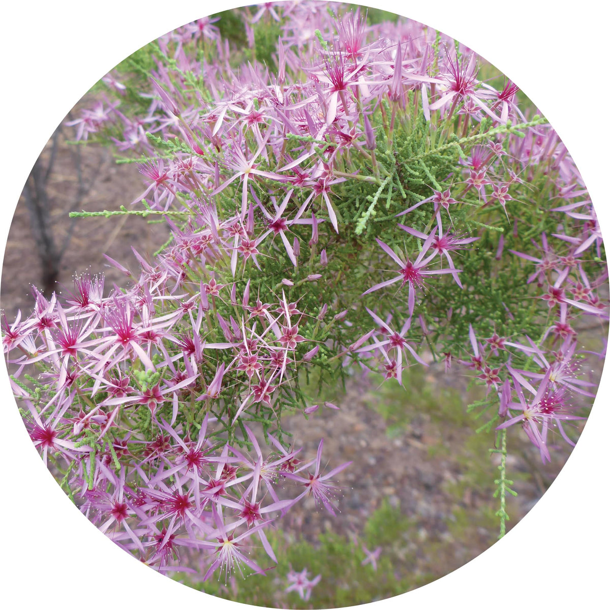Australian Heather - Essential Oil