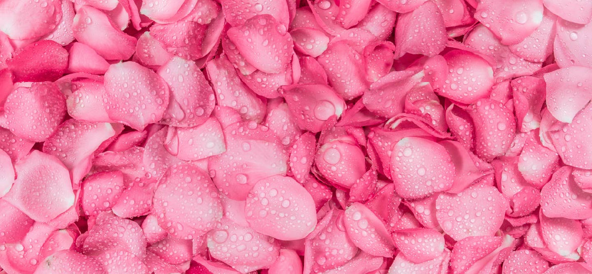 Best Skin Ever Rose Tropical Vanilla Chocolate Sandalwood Frankincense Seabuckthorn Shimmer Cleanser Moisturizer Neroli