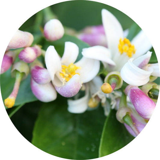 Dai Dai Blossom - Essential Oil
