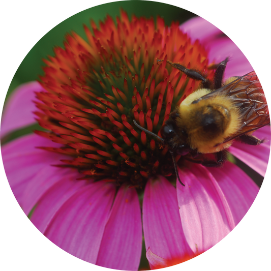 Echinacea - Hyssop Blend
