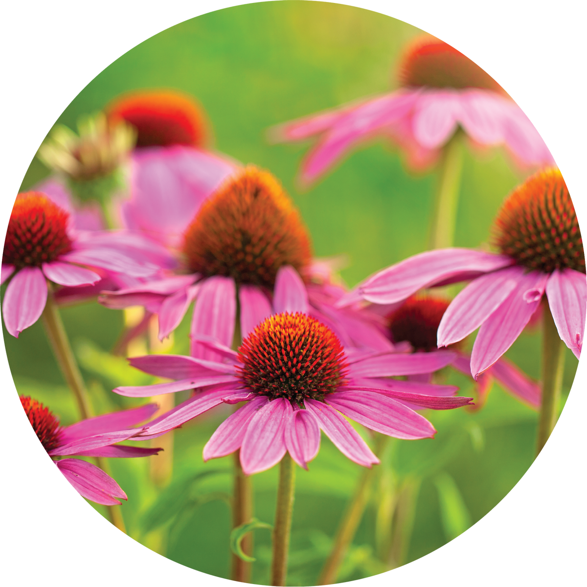 Echinacea - Ginger + Orange Blend