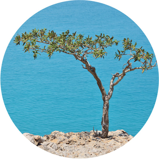 Frankincense, Carterii - Essential Oil