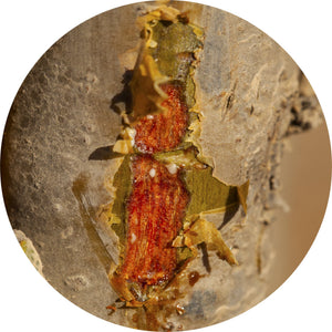 Frankincense, Dakkara - Essential Oil