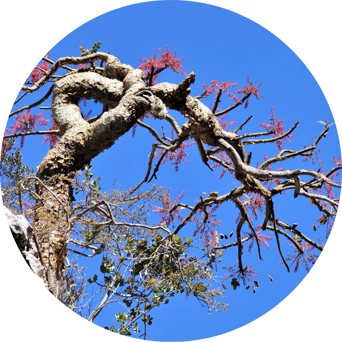 Frankincense, Rivae - Essential Oil