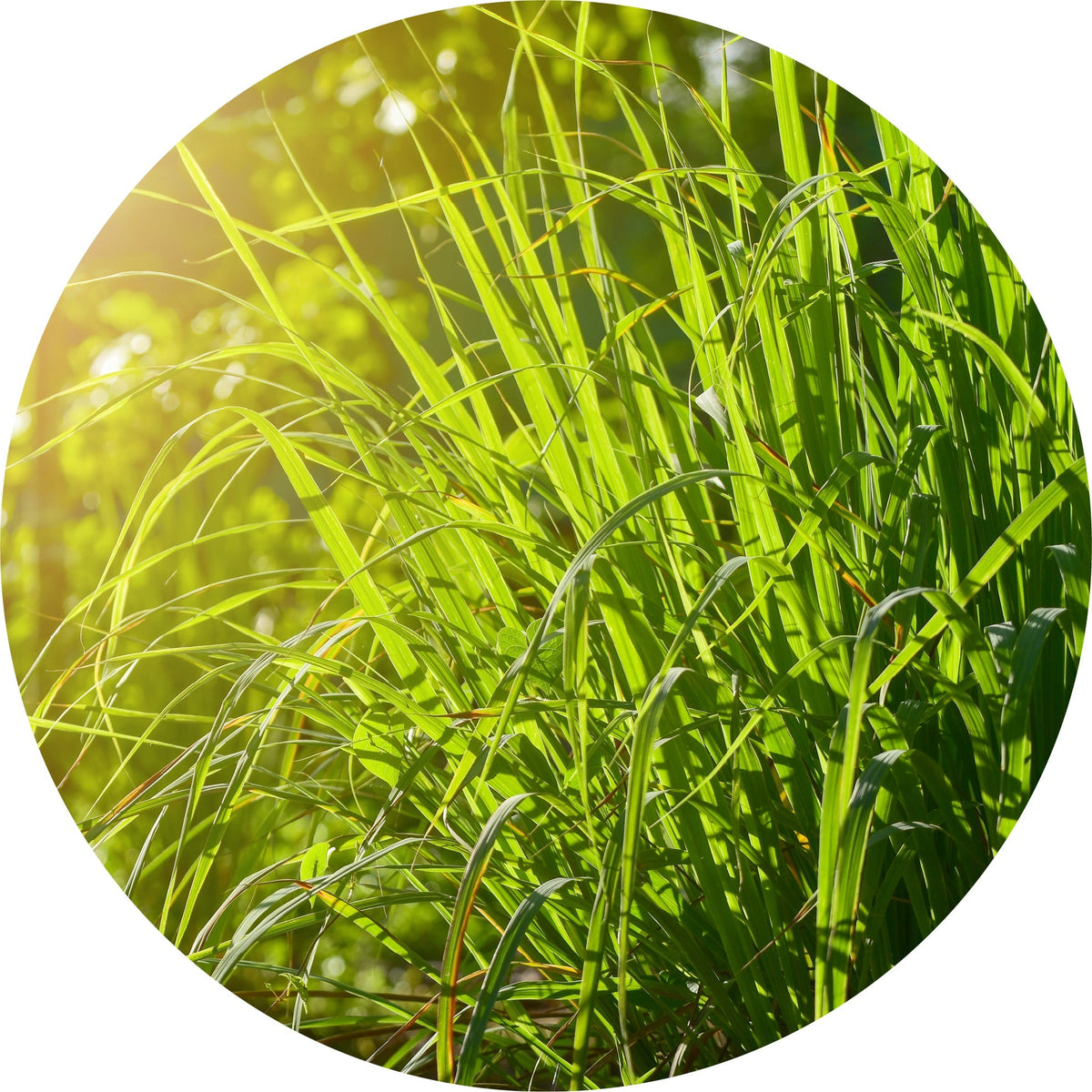Gingergrass - Essential Oil
