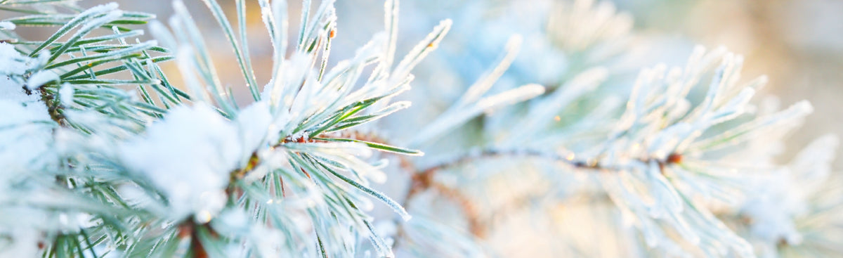 Living Libations Holiday Gift Guide Festive Fir Tree