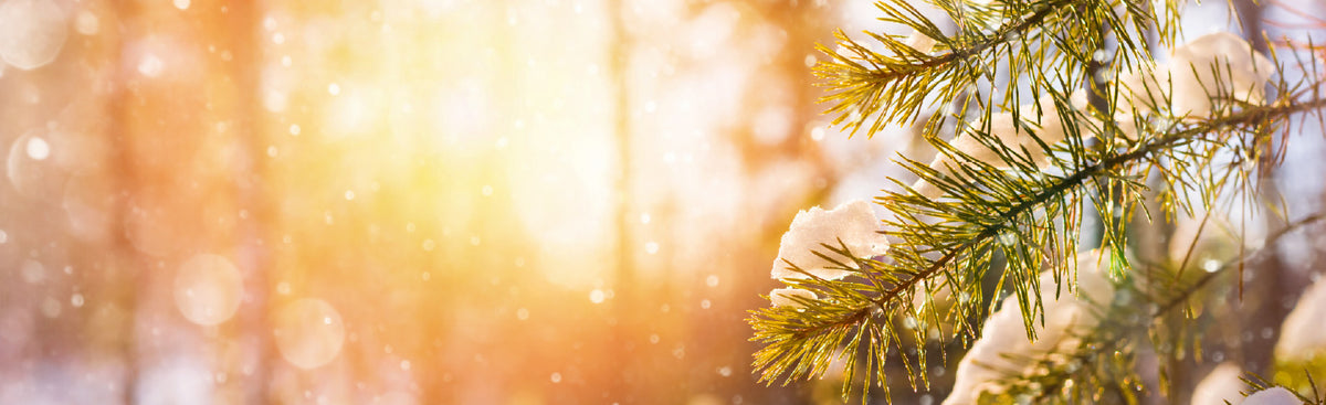 Living Libations Holiday Gift Guide Festive Fir Tree Winter