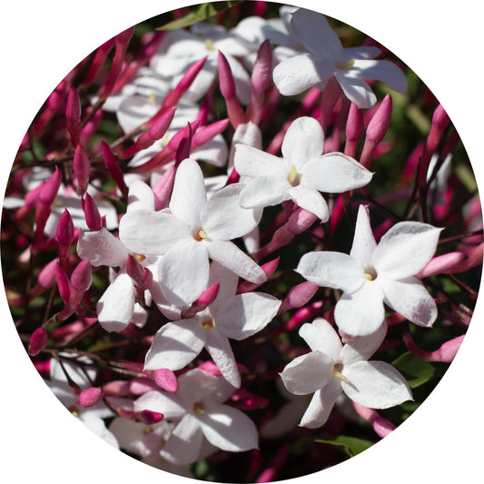 Jasmine Motia Attar - Essential Oil