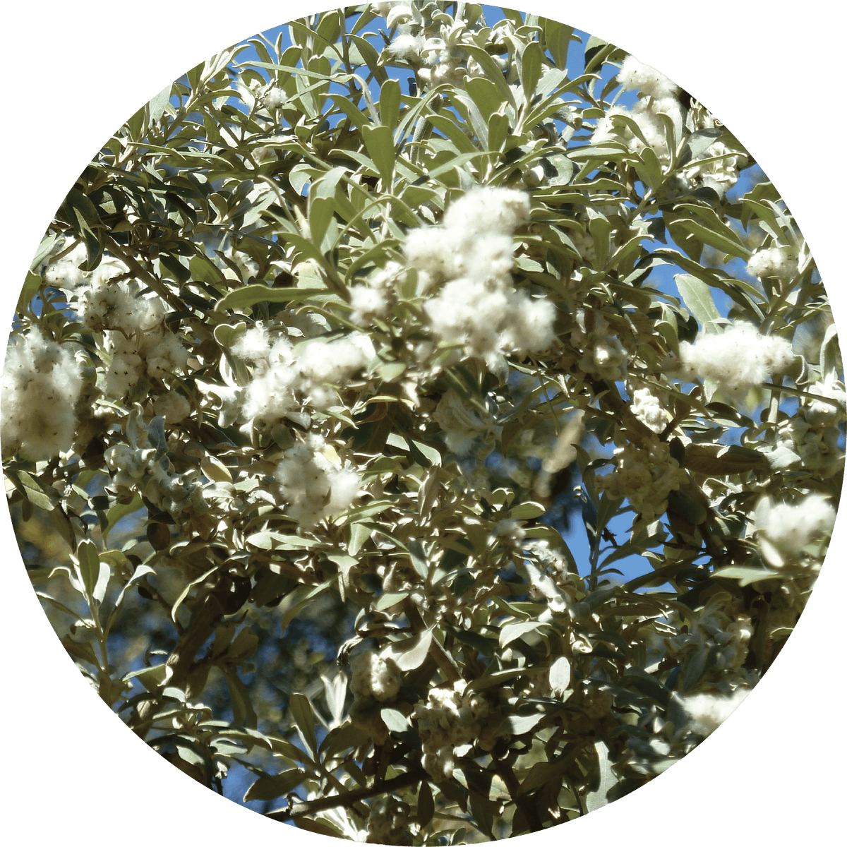 Leleshwa - Essential Oil
