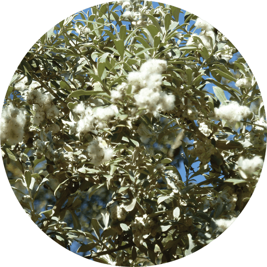 Leleshwa - Essential Oil