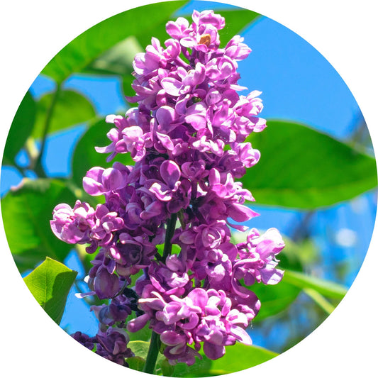 Lilac Attar - Essential Oil