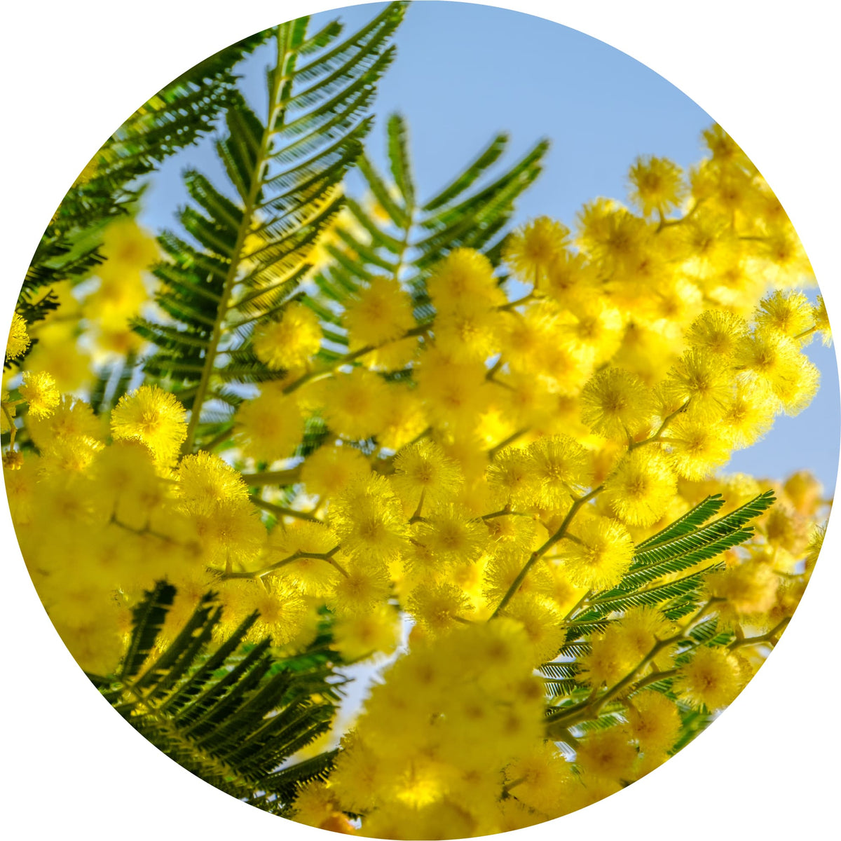 Mimosa - Absolute