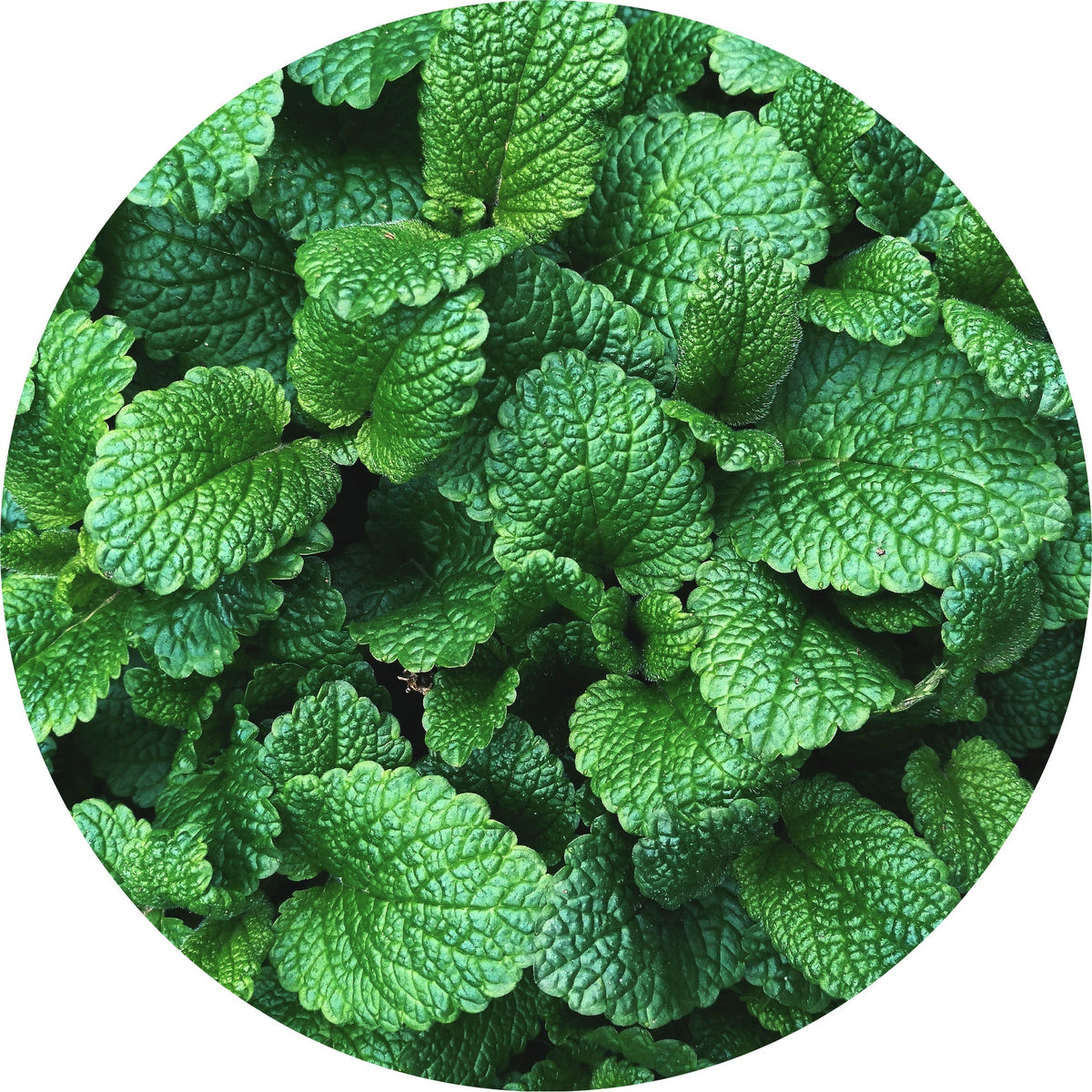 Mountain Mint - Essential Oil