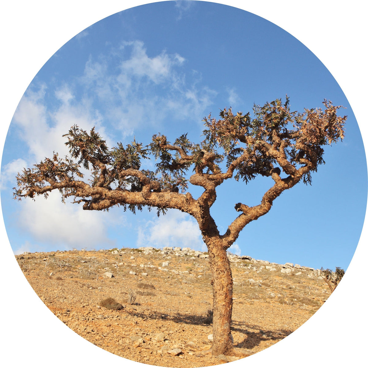 Frankincense, Occulta - Essential Oil