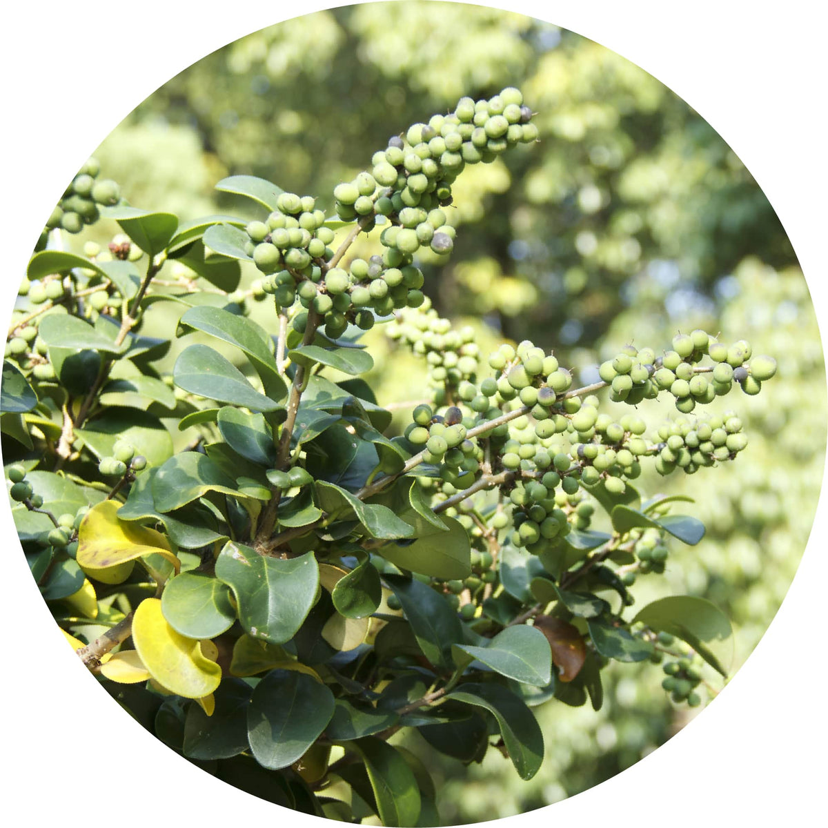 Opopanax - Essential Oil