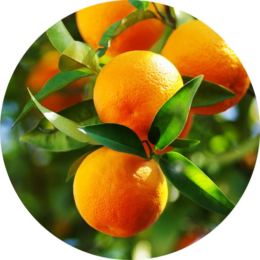 Petitgrain, Orange - Essential Oil