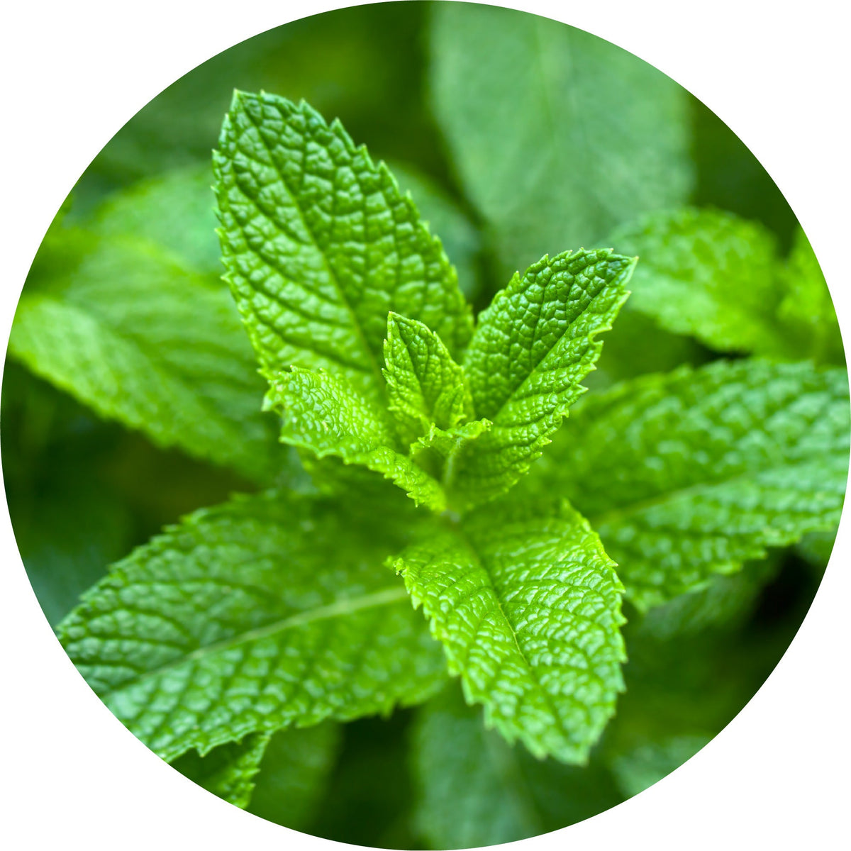 Peppermint Yakima Valley - Essential Oil