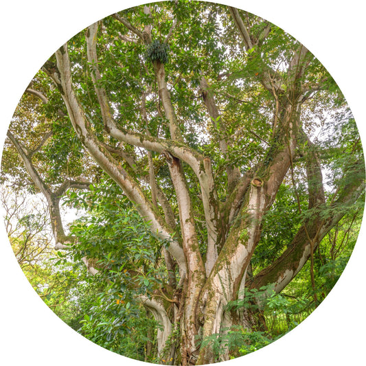 Sandalwood, Royal Hawaiian - Essential Oil