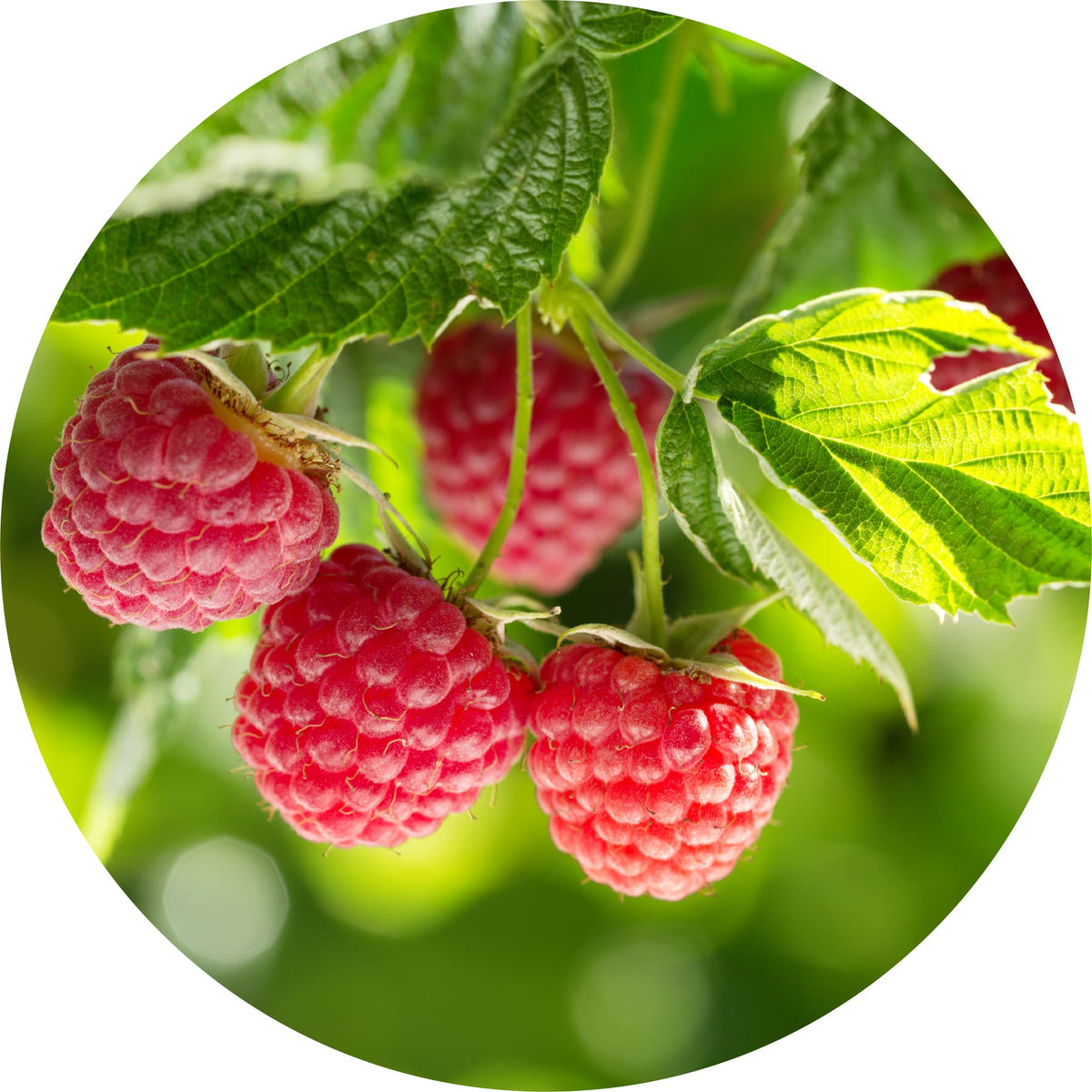 Raspberry Leaf - Absolute