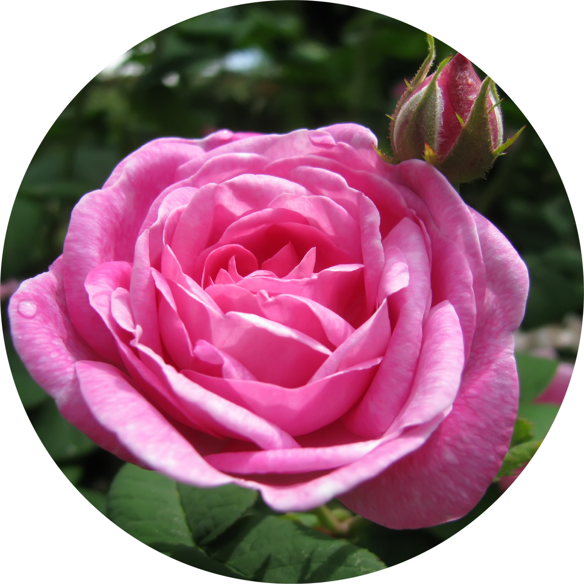 Rose Otto, Ruh Gulab - Essential Oil