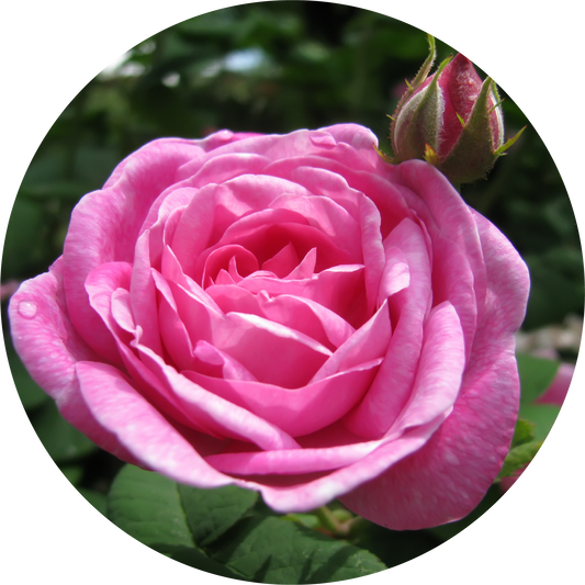 Rose Otto, Ruh Gulab - Essential Oil