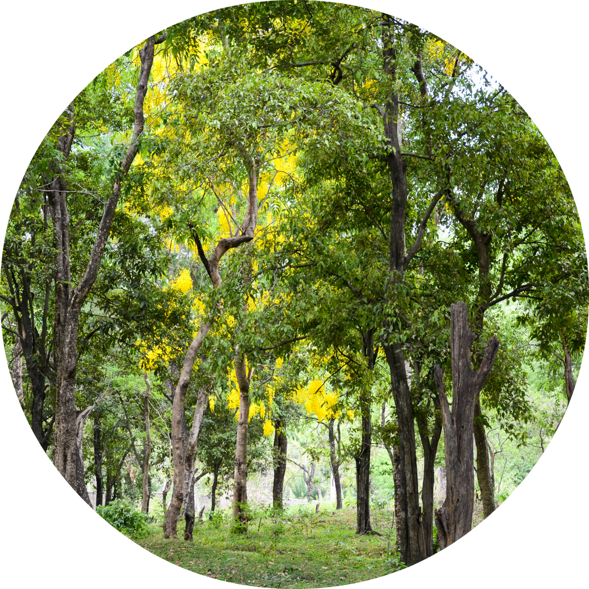 Sandalwood - Essential Oil