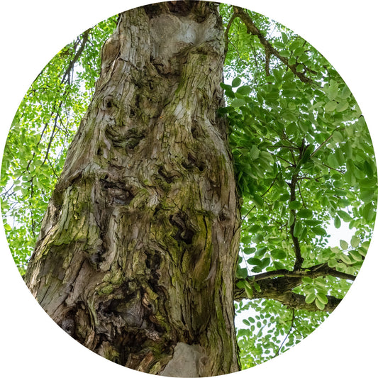 Sandalwood, Traditional - Essential Oil