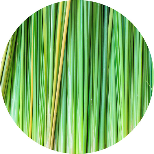 Vetiver - Essential Oil