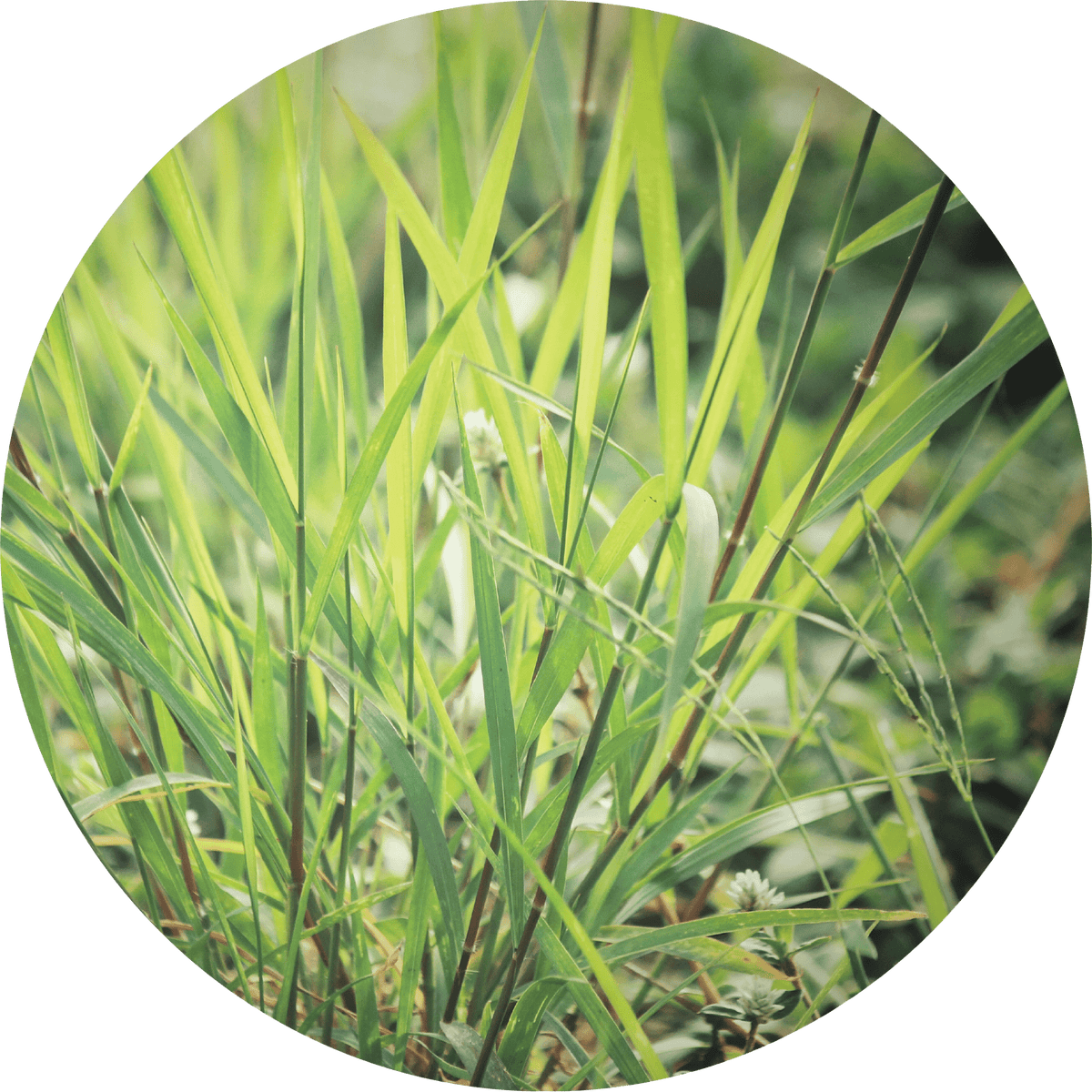 Vetiver, Ruh Khus - Essential Oil