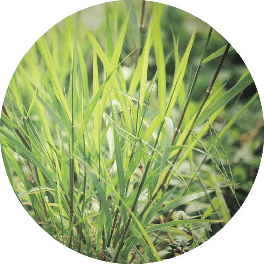 Vetiver, Ruh Khus - Essential Oil