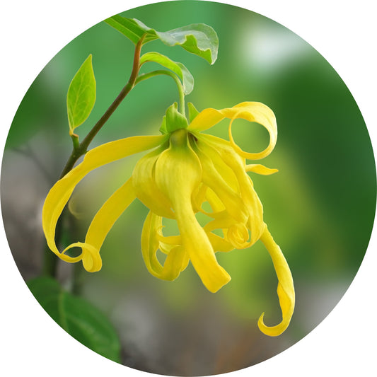 Ylang Complete - Essential Oil