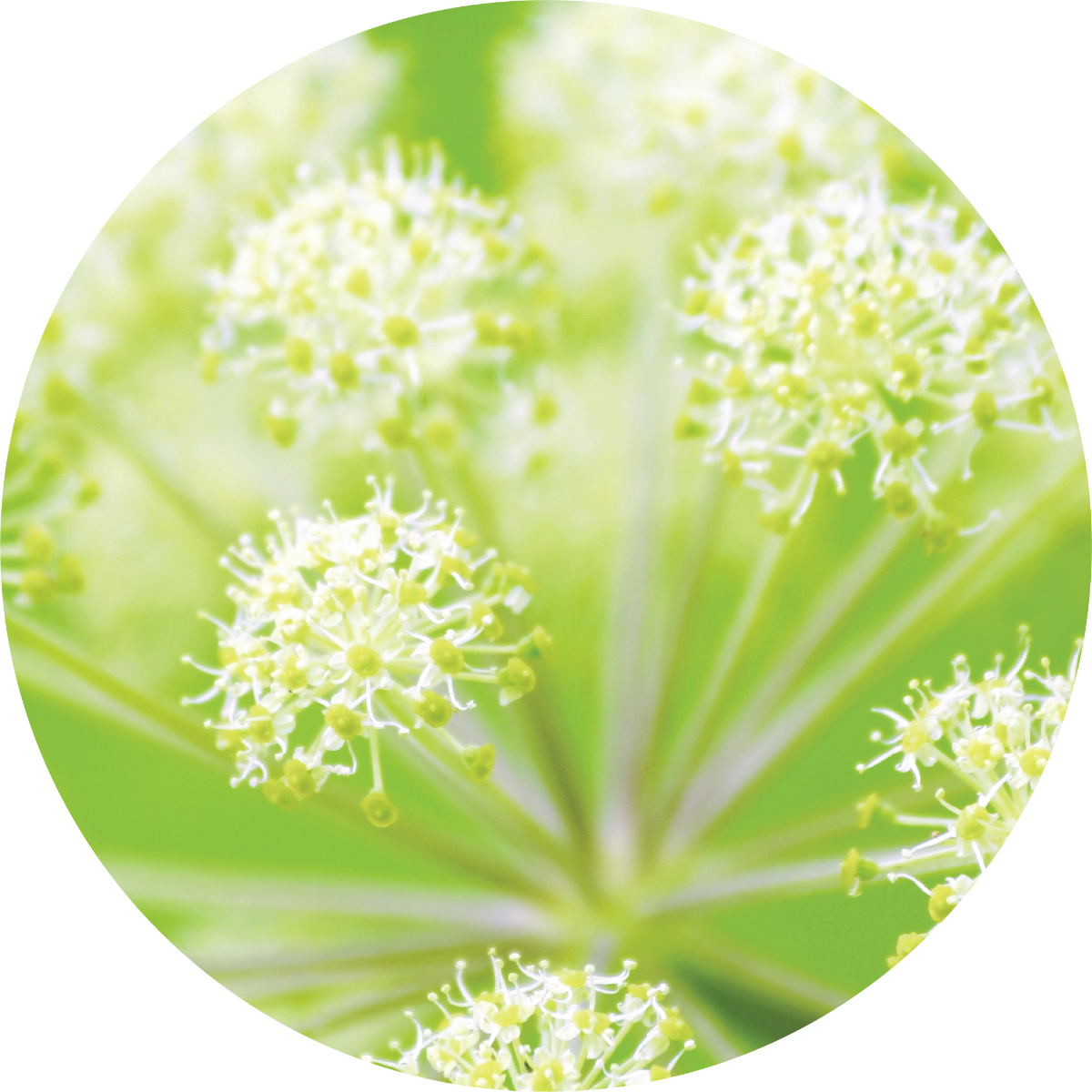 Angelica Root - Essential Oil