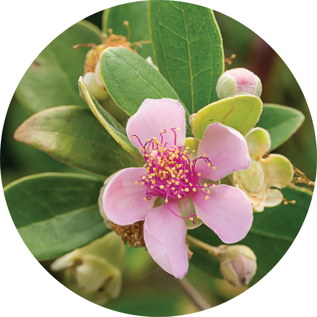 Australian Rose - Essential Oil