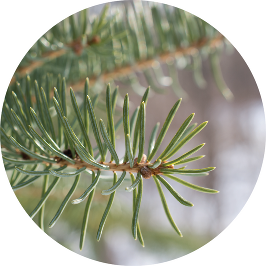 Fir, Balsam - Essential Oil