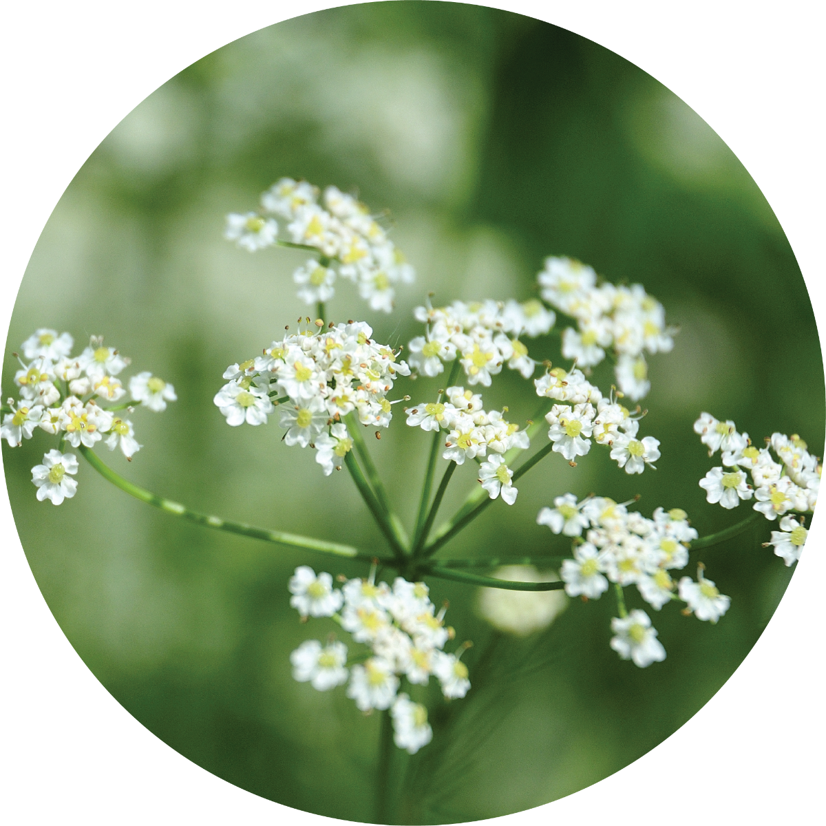Caraway - Essential Oil