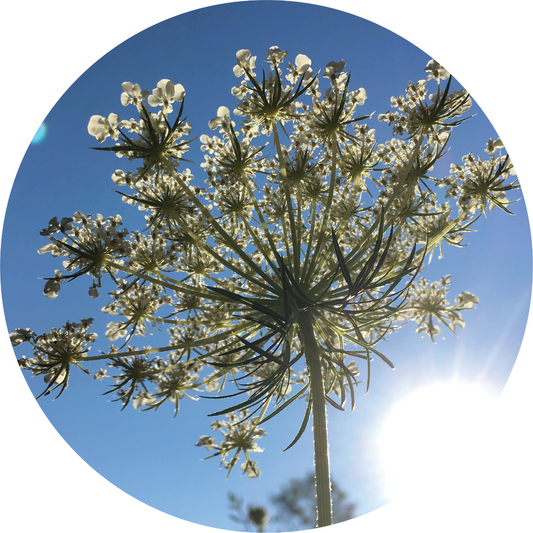Carrot Seed - Essential Oil