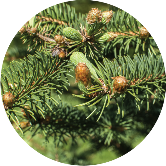 Christmas Tree - Essential Oil