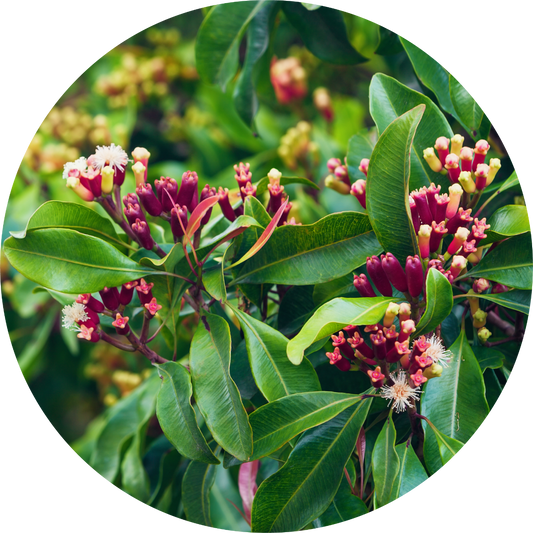 Clove Bud - Essential Oil