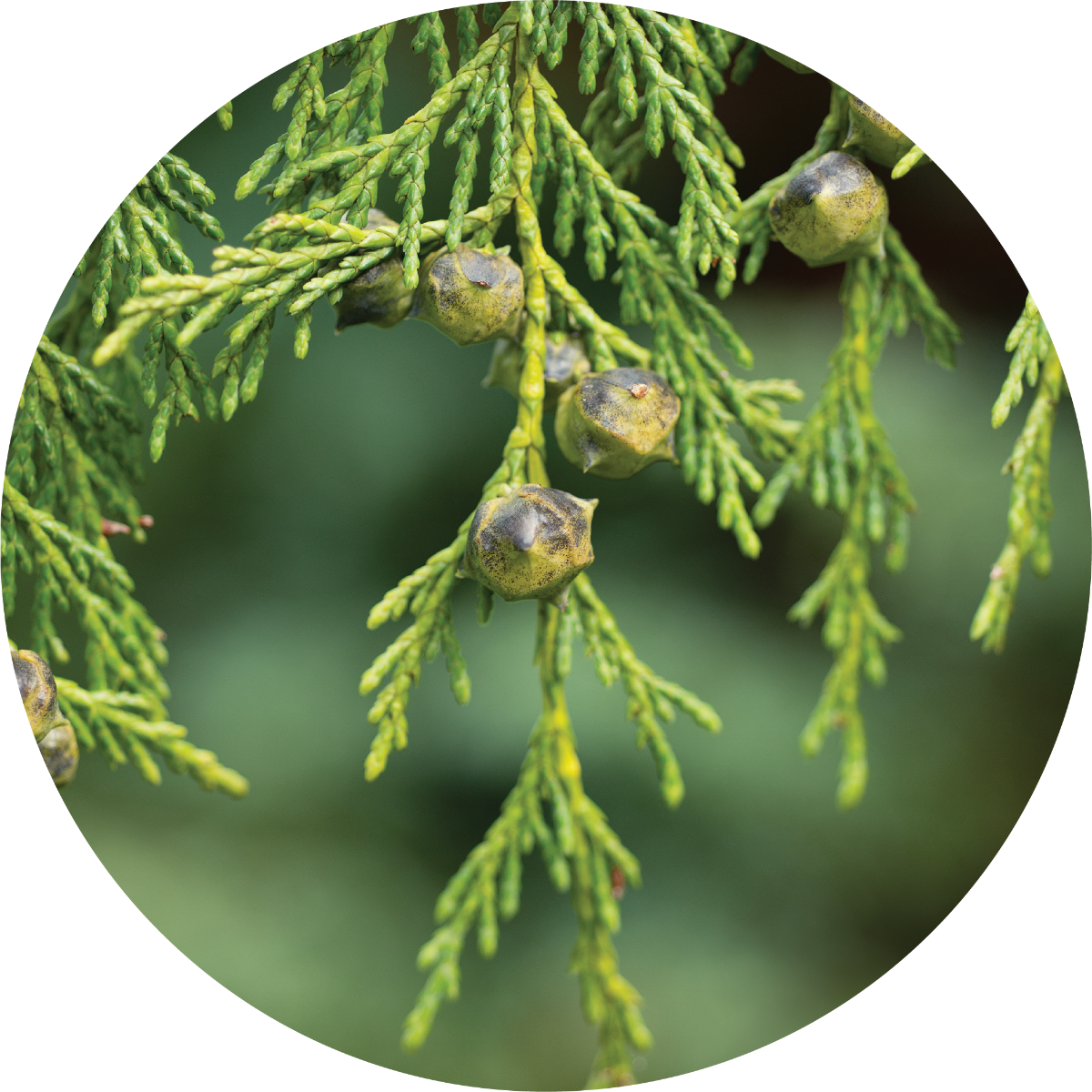 Cypress - Essential Oil