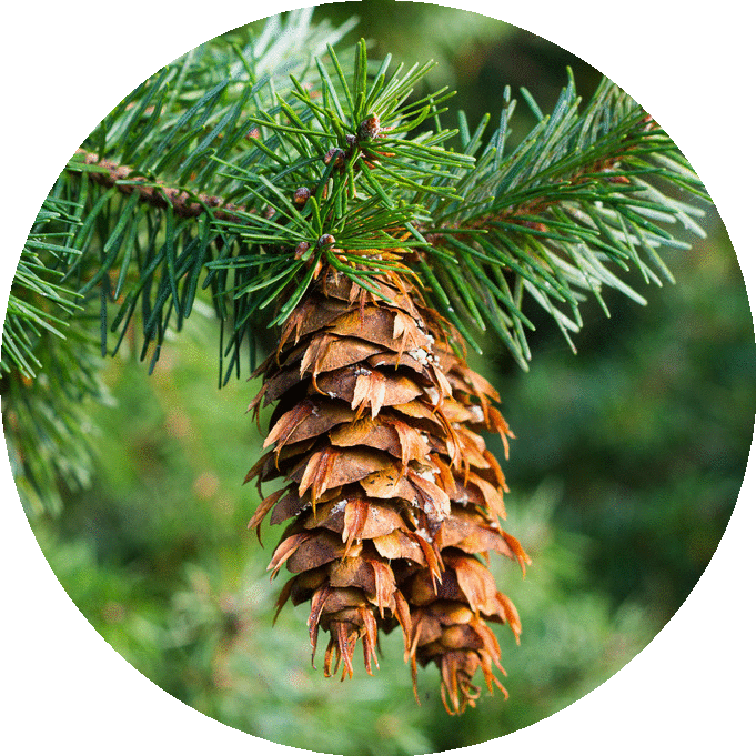 Fir, Douglas - Essential Oil