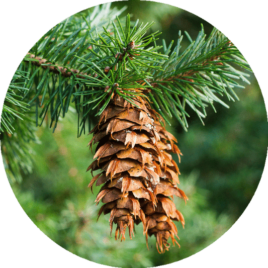 Fir, Douglas - Essential Oil