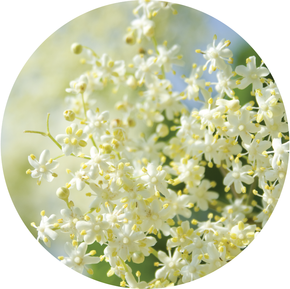 Elderflower - Essential Oil