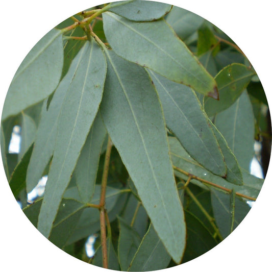 Eucalyptus Lemon Ironbark - Essential Oil