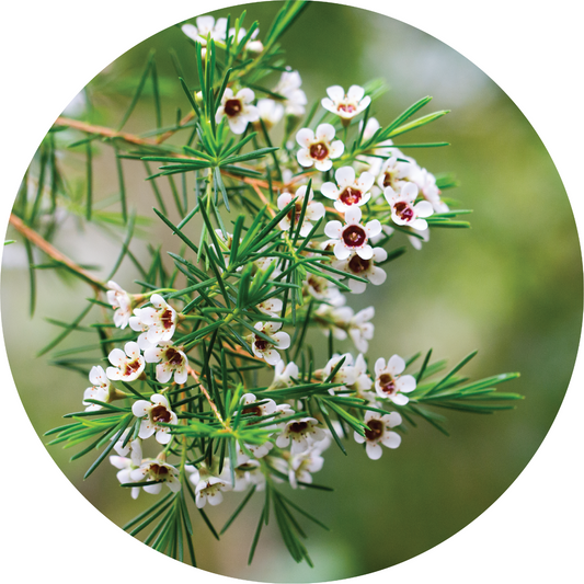 Fragonia - Essential Oil