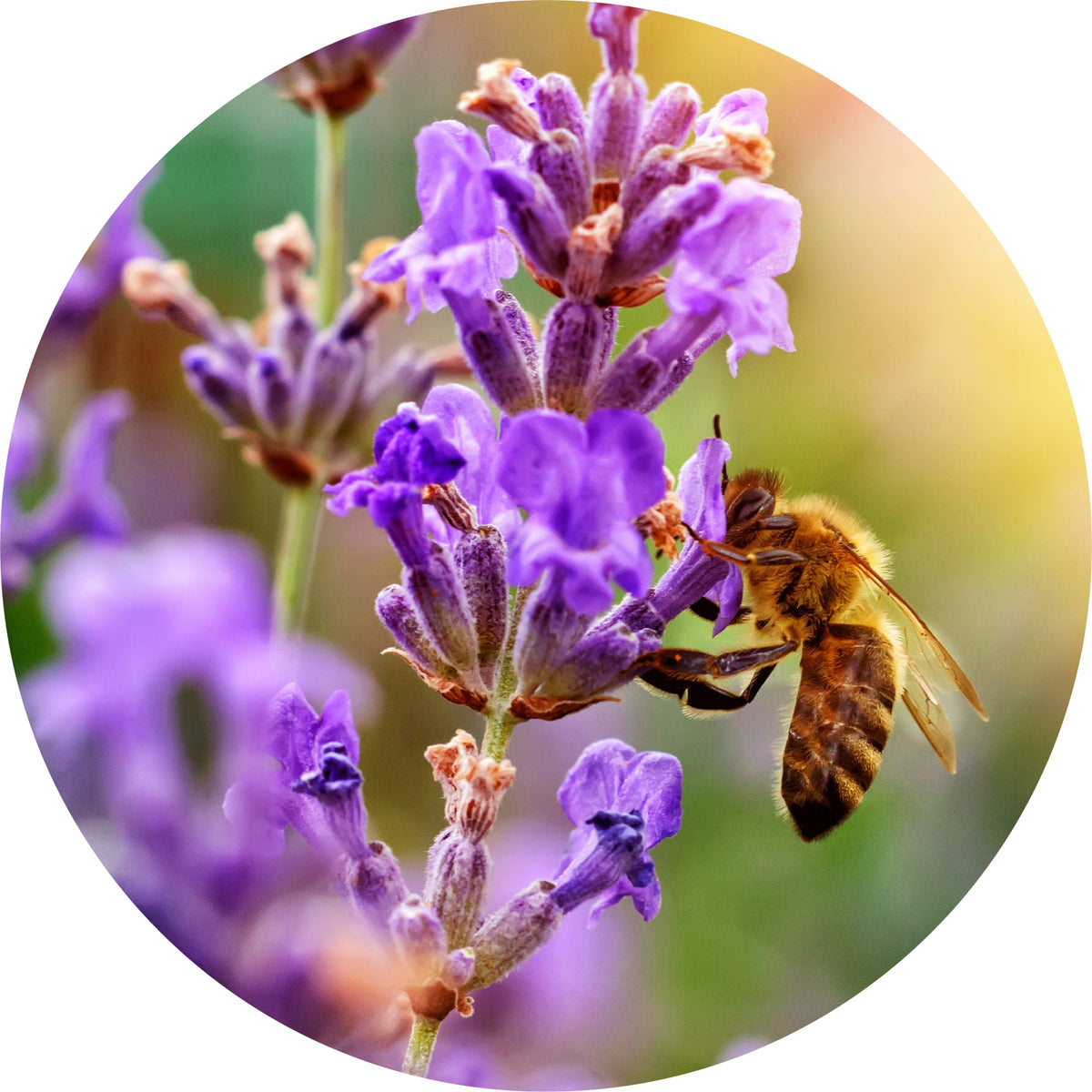 Lavender, French Fine - Essential Oil