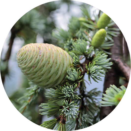 Cedar - Essential Oil